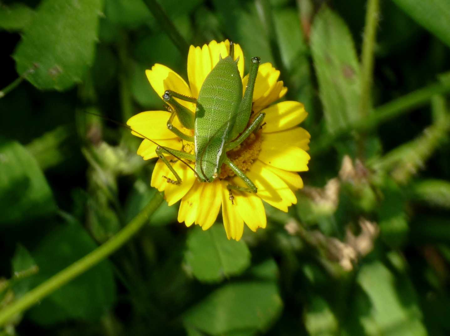 Phaneropteridae: Poecilimon superbus